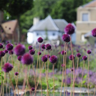 Aliums on Herb House Roof.JPG