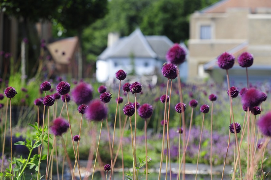 aliums-on-herb-house-roof