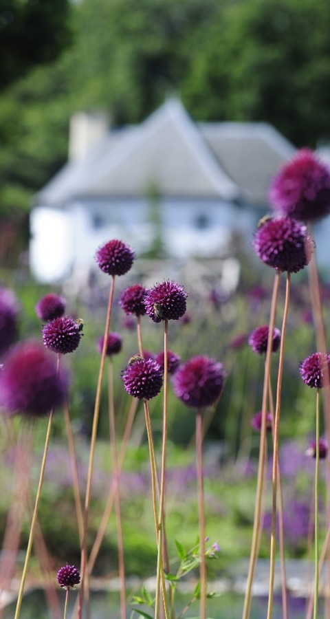 Aliums on Herb House Roof.JPG