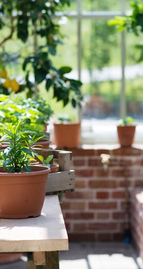 greenhouse.jpg