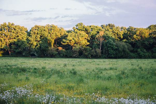 A field of grass with trees in the background
AI-generated content may be incorrect.