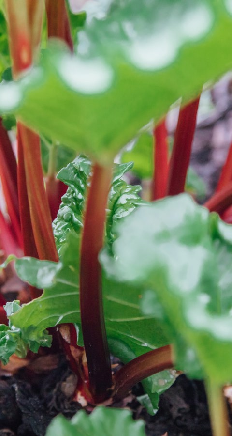Rhubarb 2