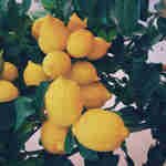 Lemons Horizontal
