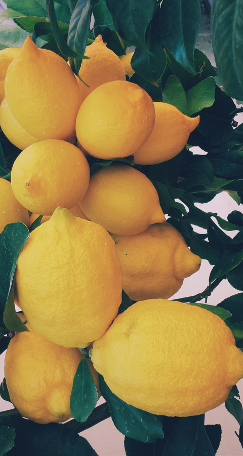 Lemons Horizontal