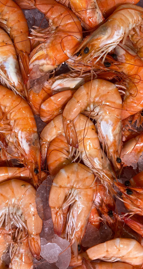 Prawns Horizontal