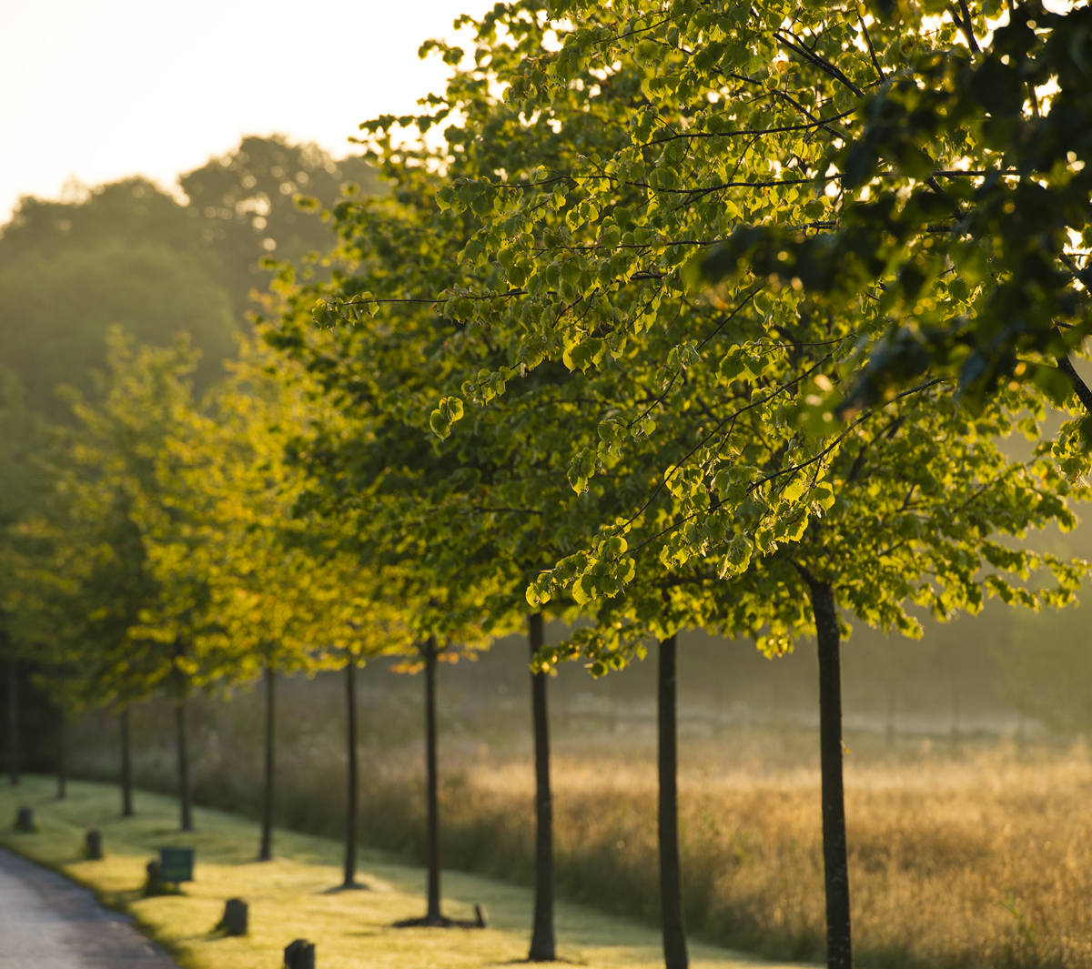 LIME WOOD DRIVE AT DUSK 2 Lime Wood « Amy Murrell 2016 63 Copy