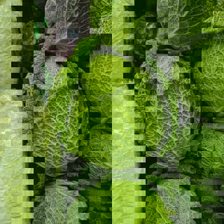 Forest Diver U1 Rkydi8a4 Unsplash