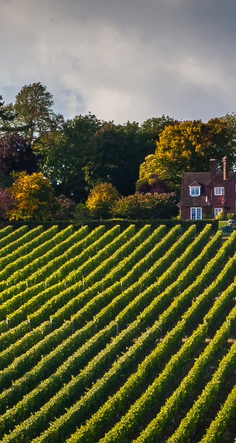 Hambledon Vineyard And House