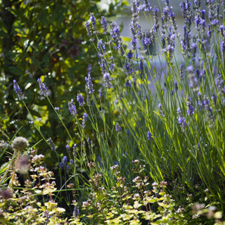 LAVENDER WITH LIME WOOD BACK DROP Lime Wood « Amy Murrell 2016 179 Copy