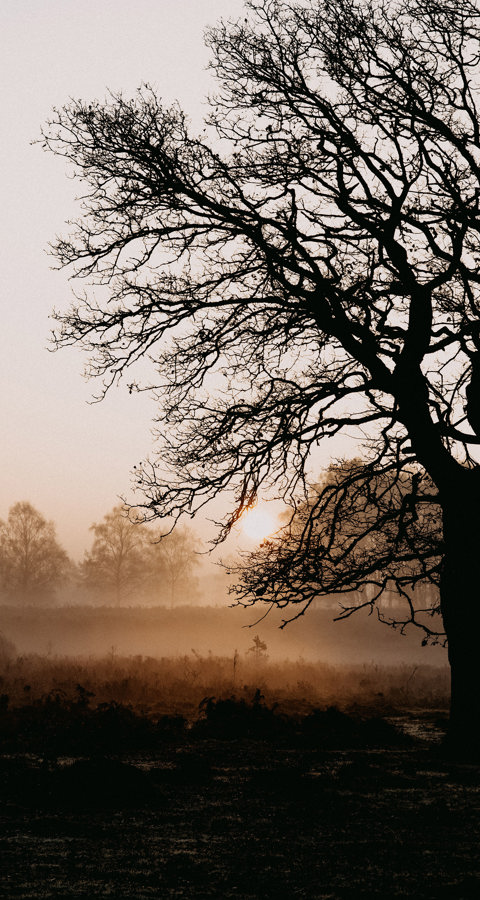 The Power Of Nature Bamford. UNSPLASH IMAGE 77777(004) (1)