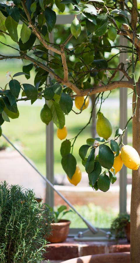 LW Greenhouse ® Amy Murrell 2017 94