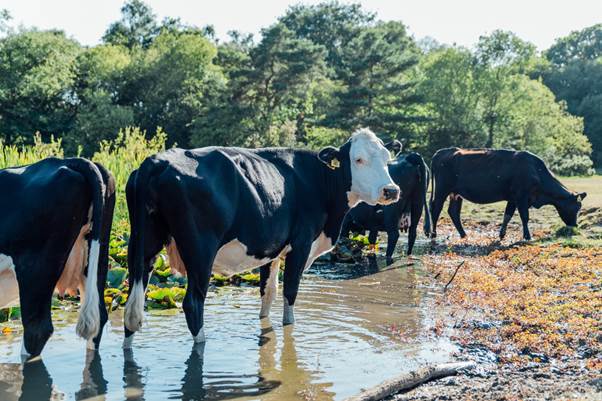 A group of cows standing in a river
AI-generated content may be incorrect.