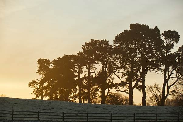 A group of trees in a field
AI-generated content may be incorrect.