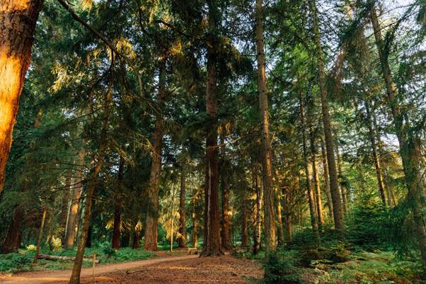 A forest with trees and bushes

AI-generated content may be incorrect.