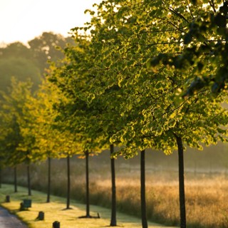 LW Trees