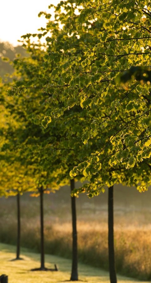 LW Trees