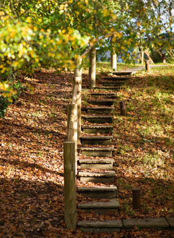 Lime Wood Autumn (1)